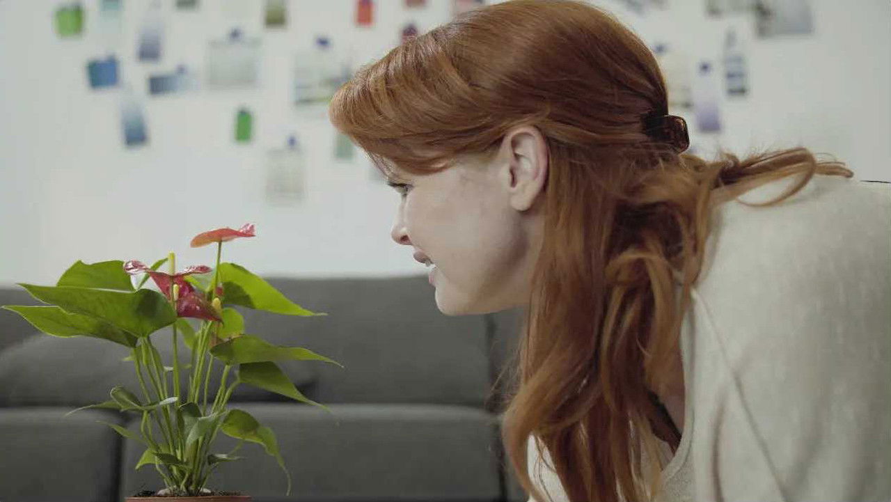 Backdrop for Harmonia Solid