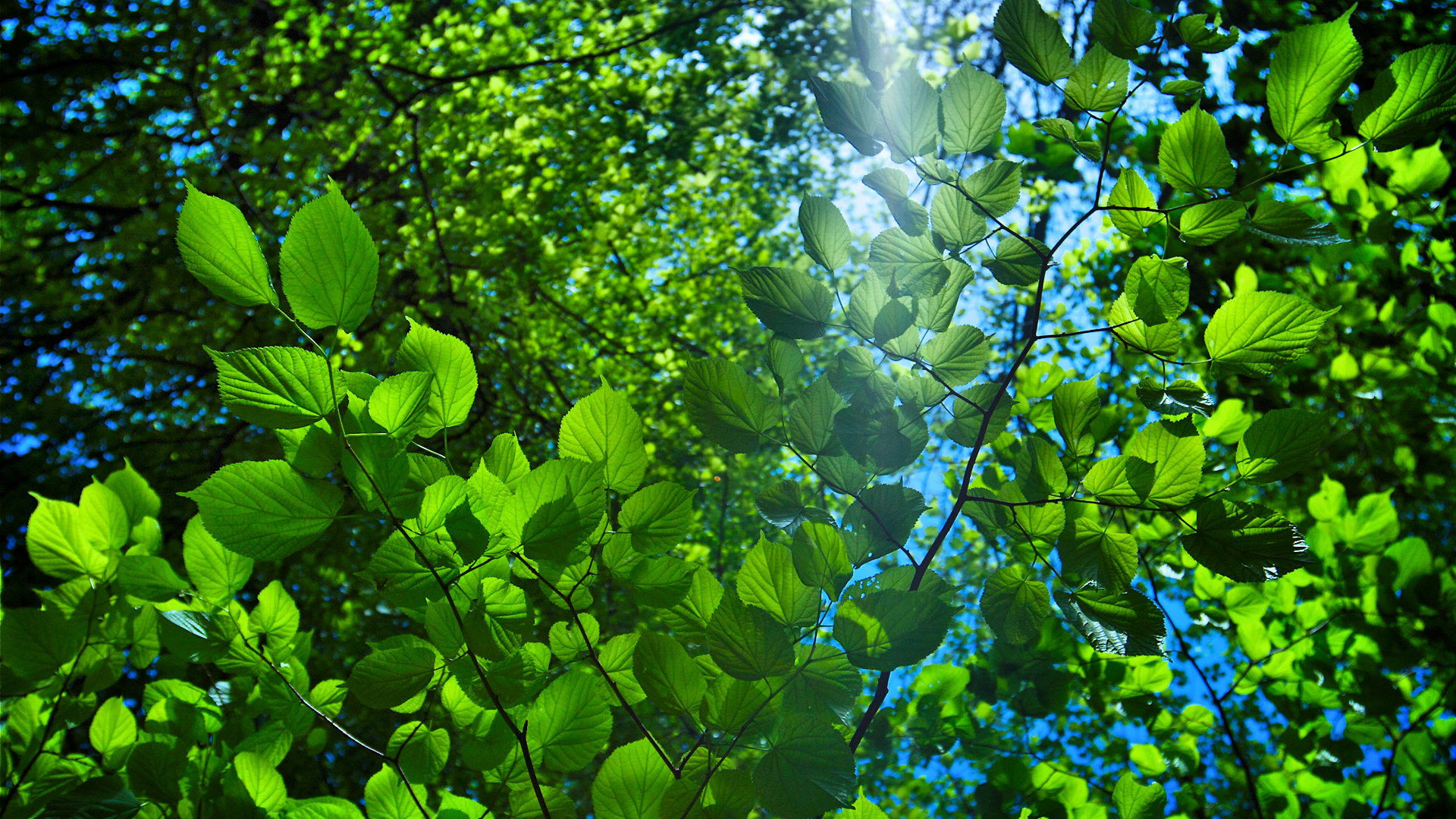 Backdrop for The Great British Year