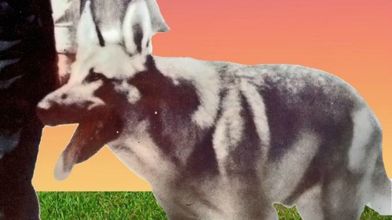 Backdrop for My Dog Shep