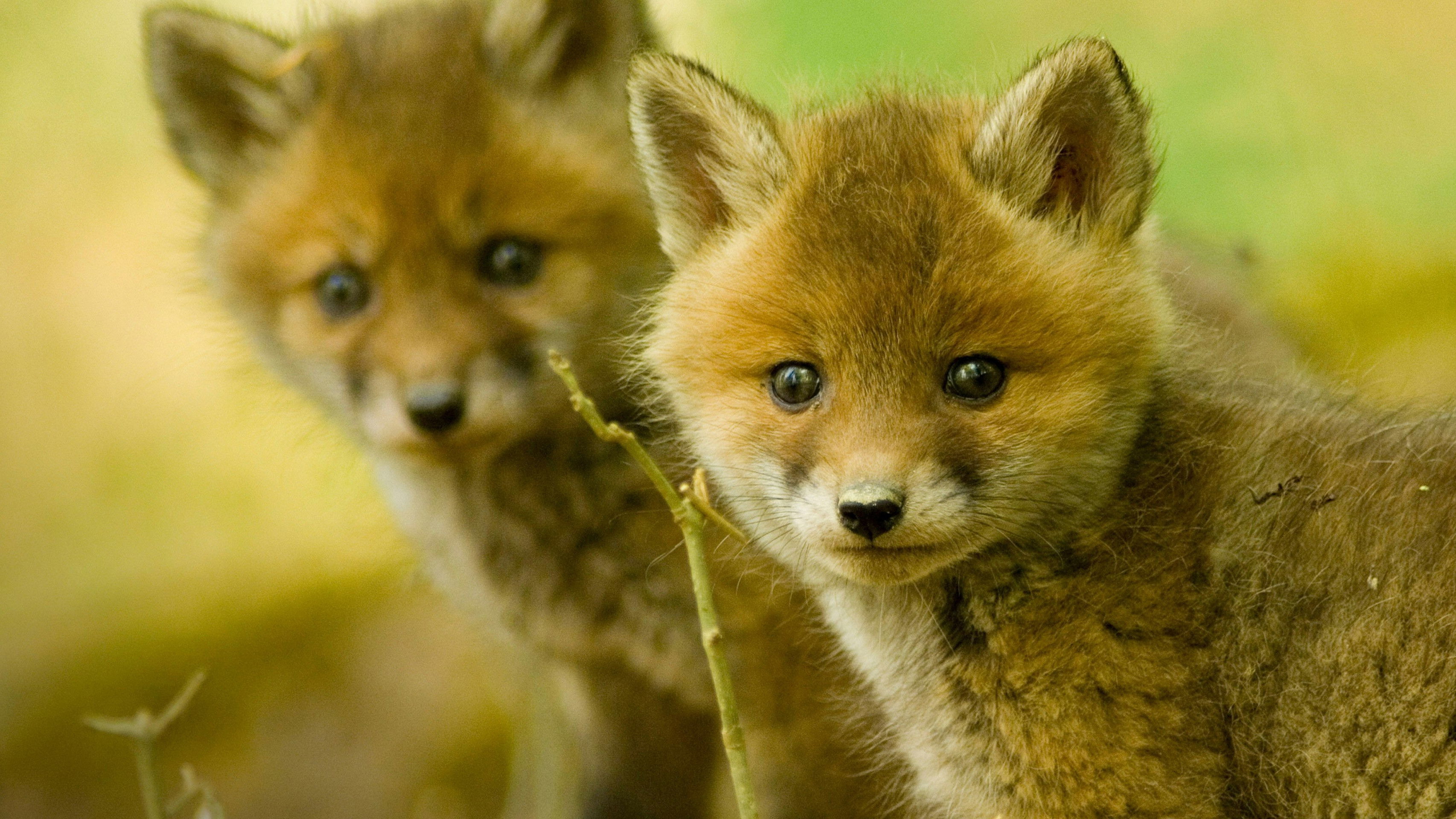 Backdrop for Wildlife SOS