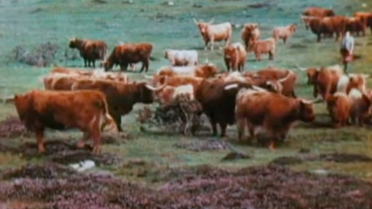 Backdrop for A Wee Bit of Scotland