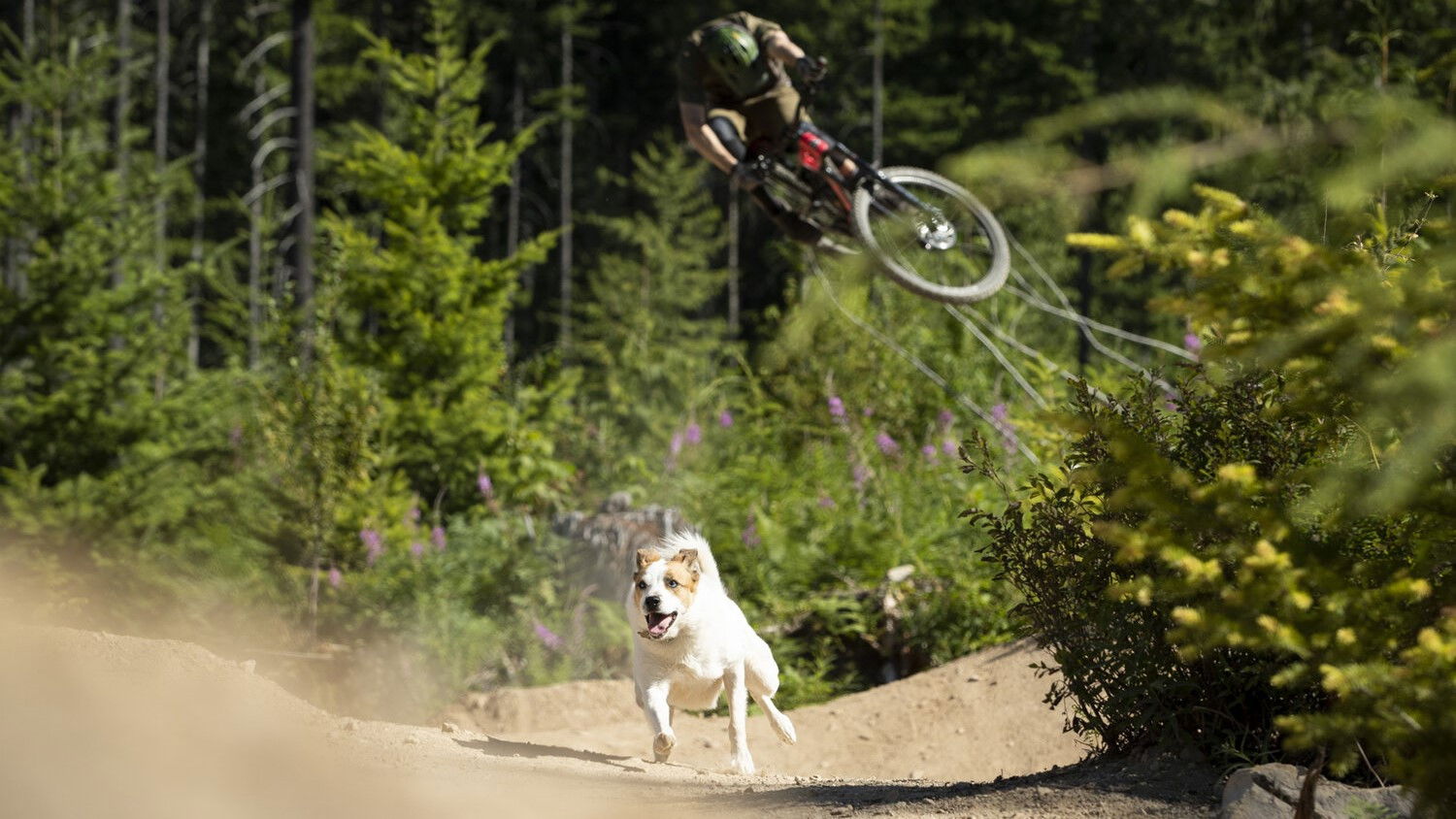 Backdrop for A Dog's Tale