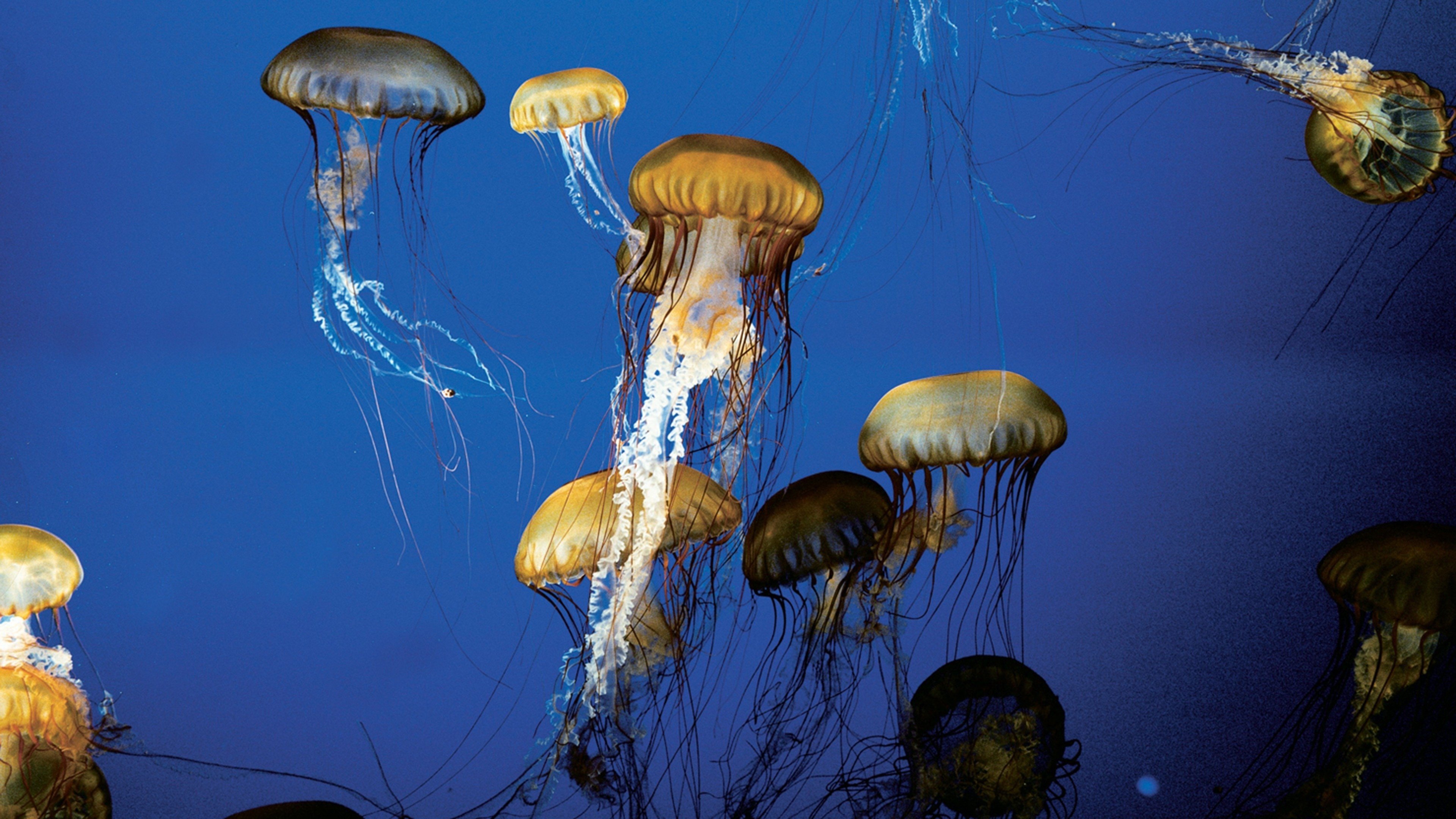 Backdrop for The Living Sea