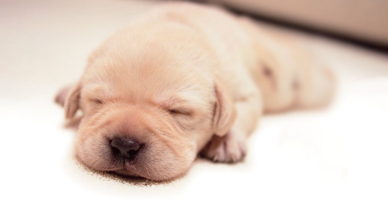 Backdrop for Quill: The Life of a Guide Dog