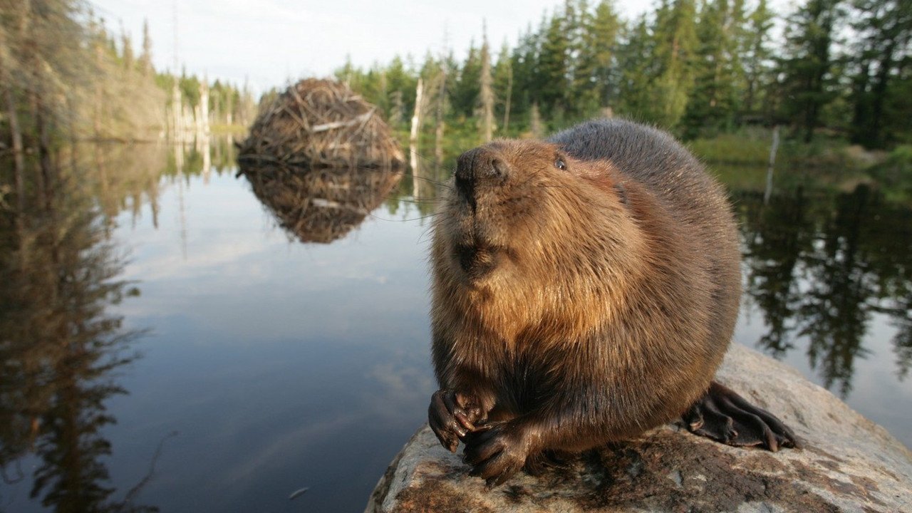 Backdrop for White Tuft, the Little Beaver