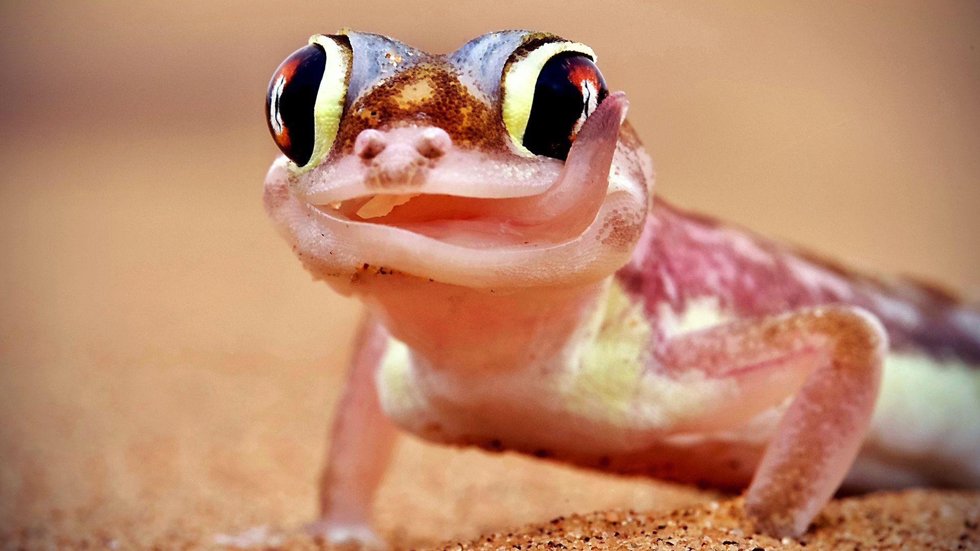 Backdrop for Extreme Animals: One Wild Day