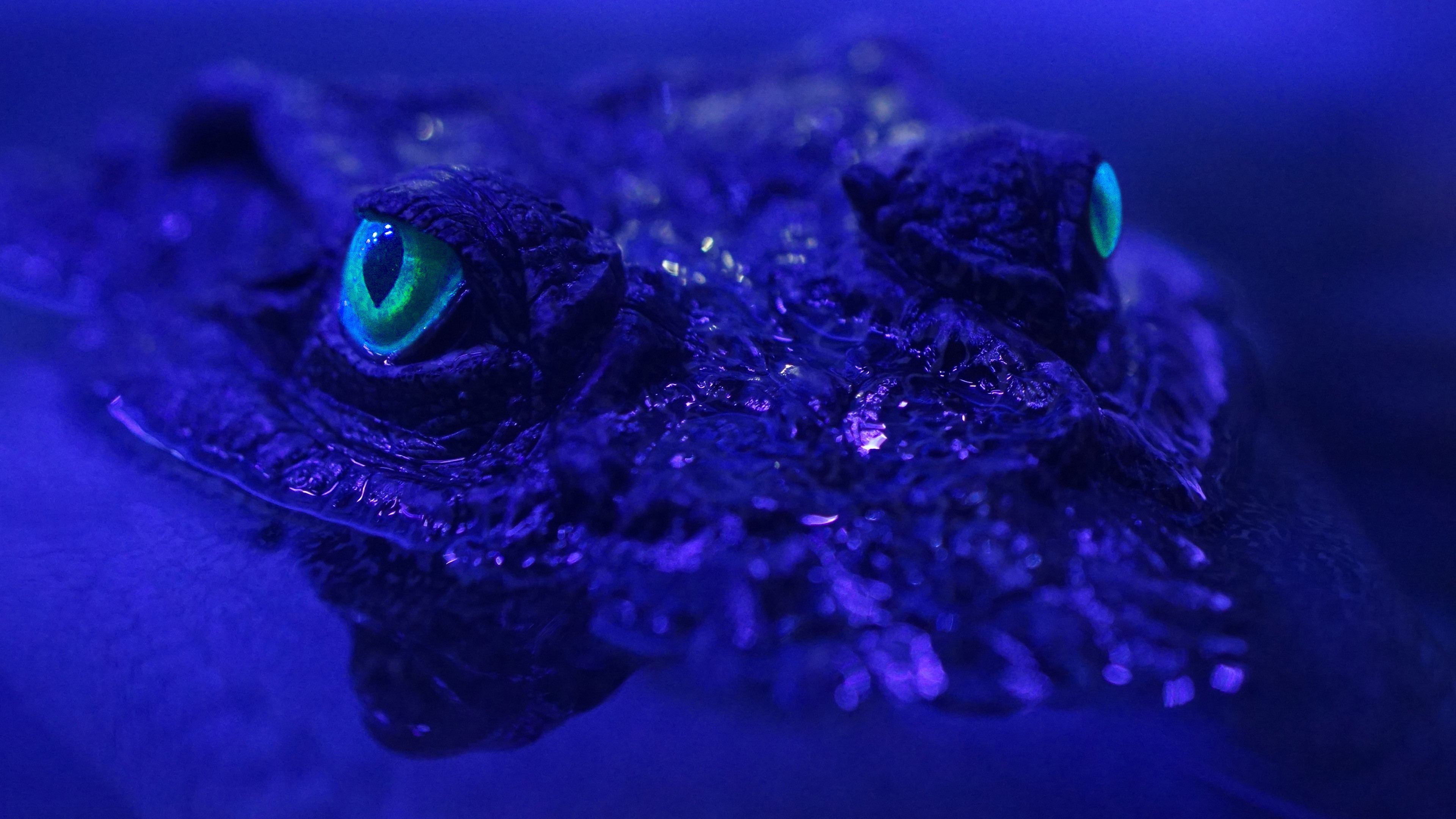 Backdrop for Beasts of the Bayou