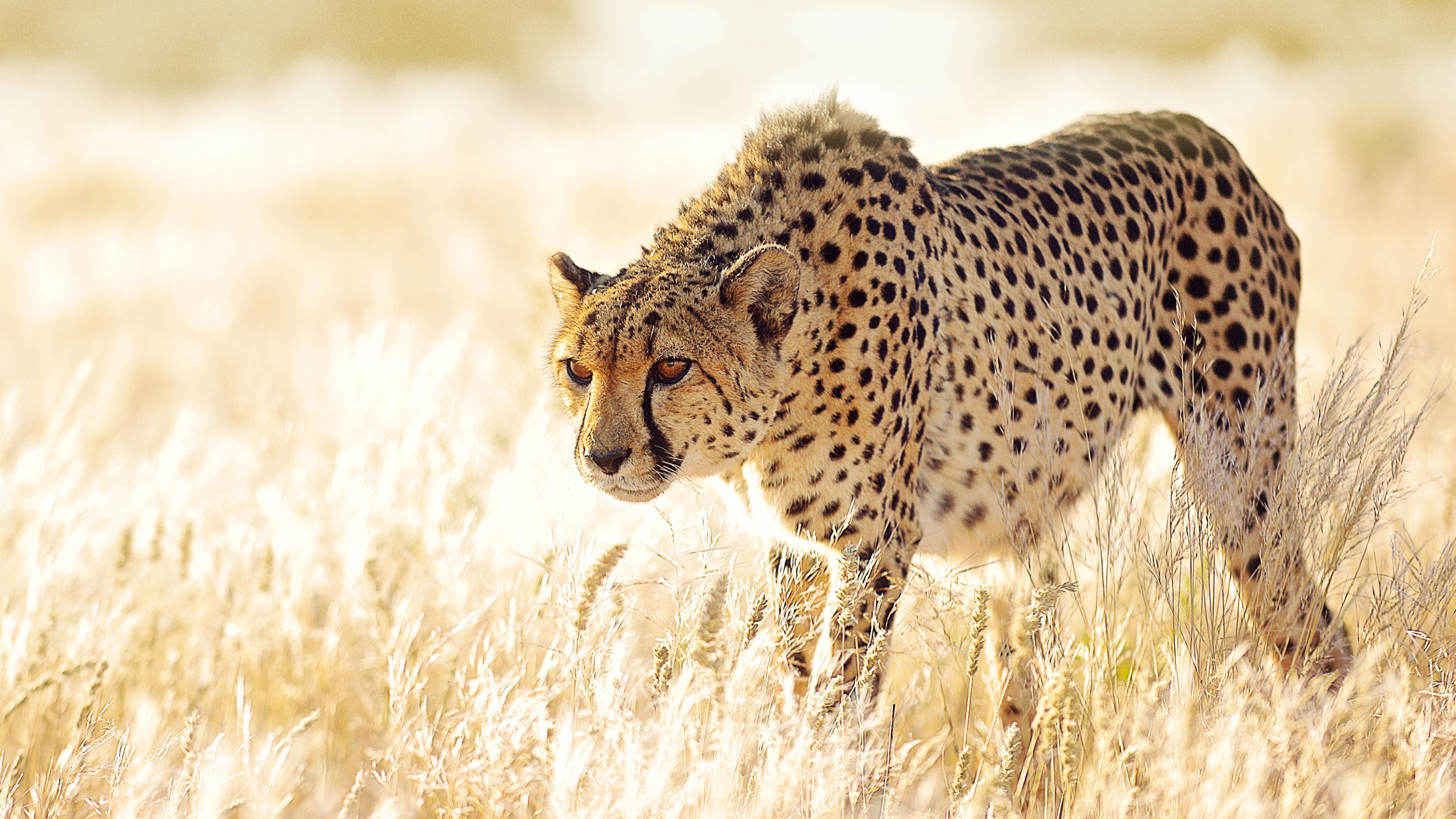 Backdrop for The Hunt