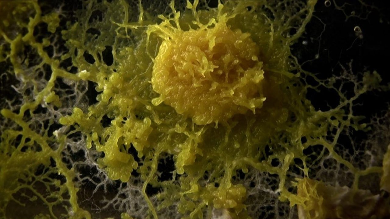 Backdrop for The Creeping Garden