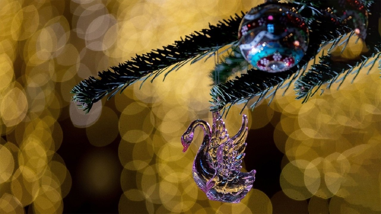 Backdrop for Christmas at...