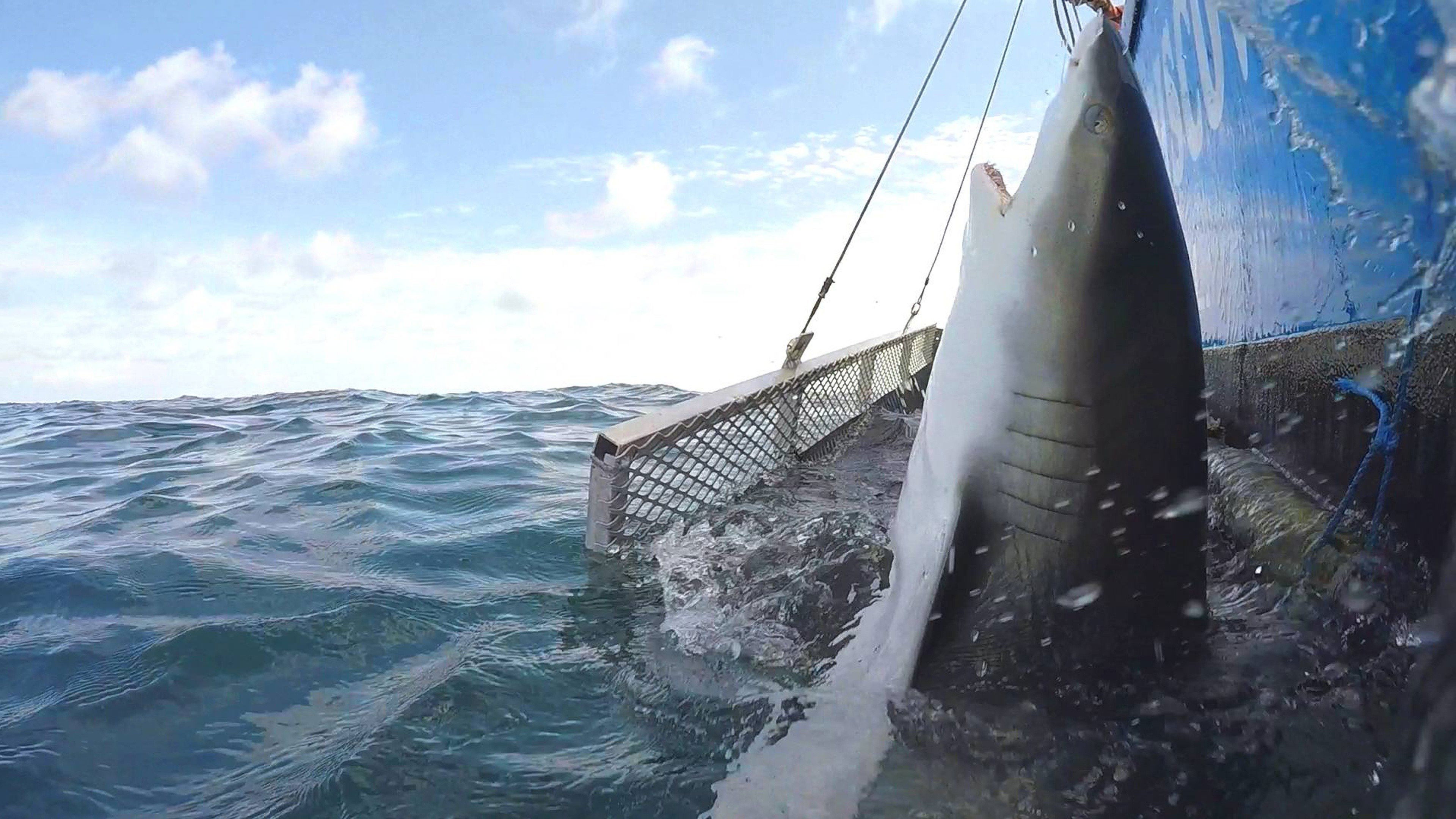 Backdrop for Blitzkrieg Sharks