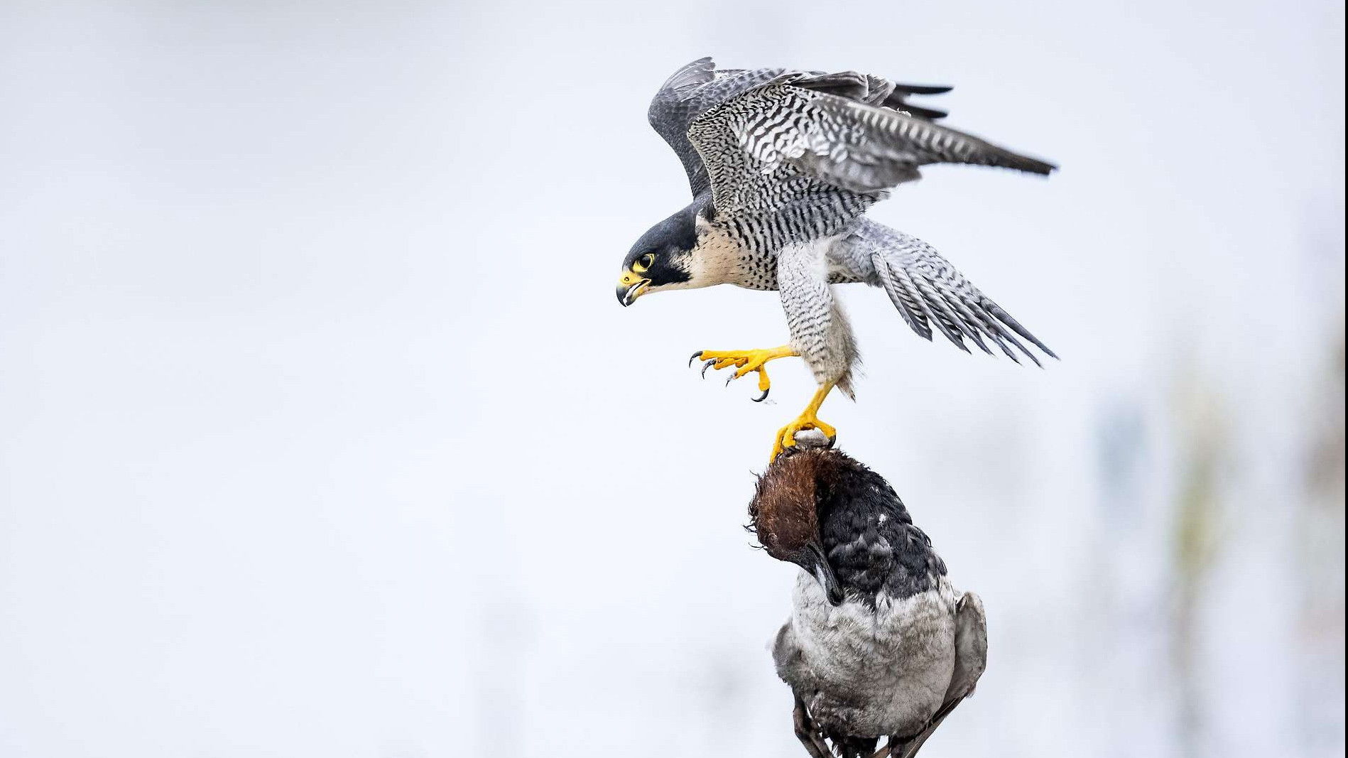 Backdrop for Das Alpenrheintal – Wo sich die Natur neu erfindet