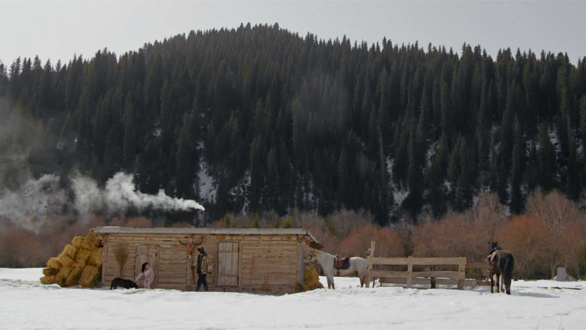 Backdrop for The Wild Creature