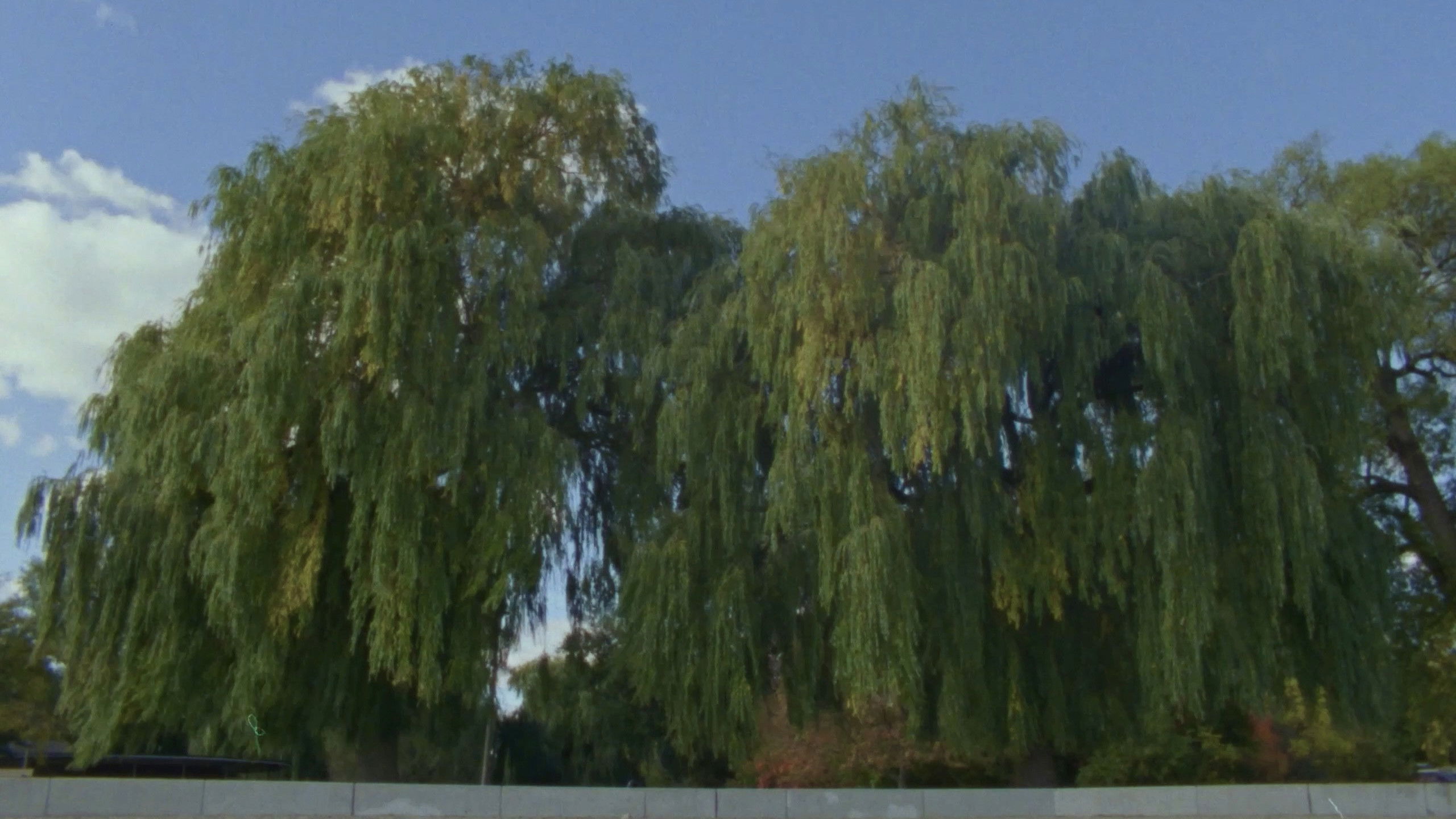 Backdrop for Willow World