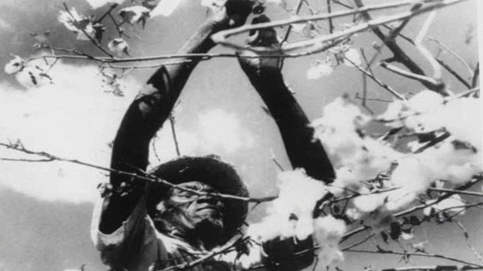 Backdrop for The Land of São Saruê