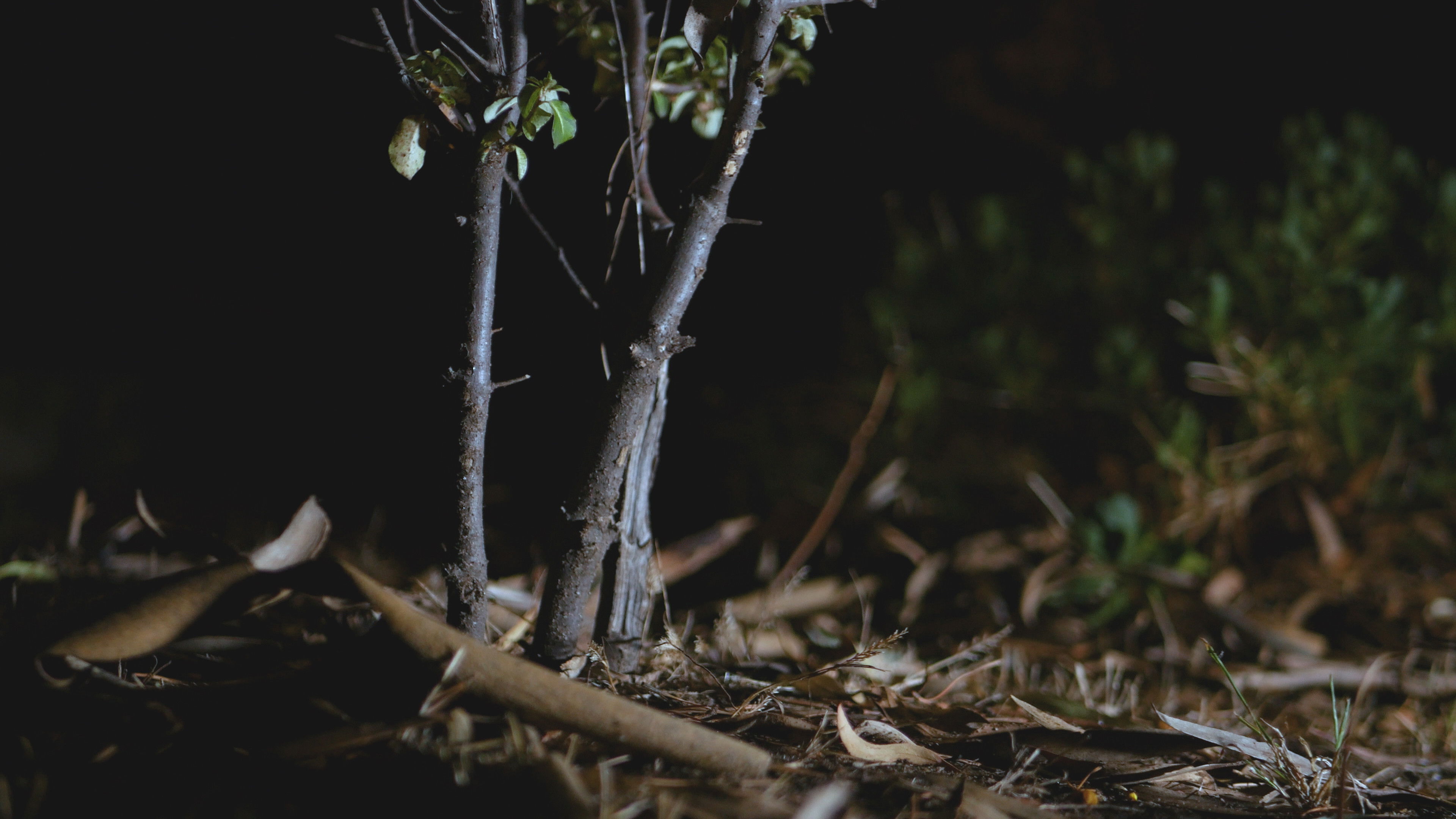 Backdrop for Car Trouble