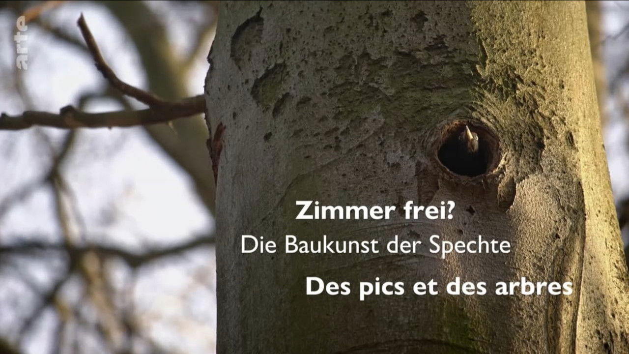 Backdrop for Knock knock – a Woodpeckers world