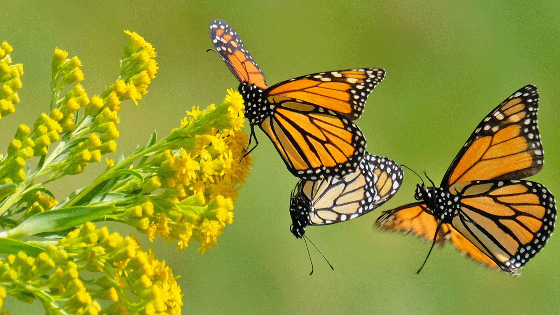Backdrop for Beauty on the Wing: Life Story of the Monarch Butterfly