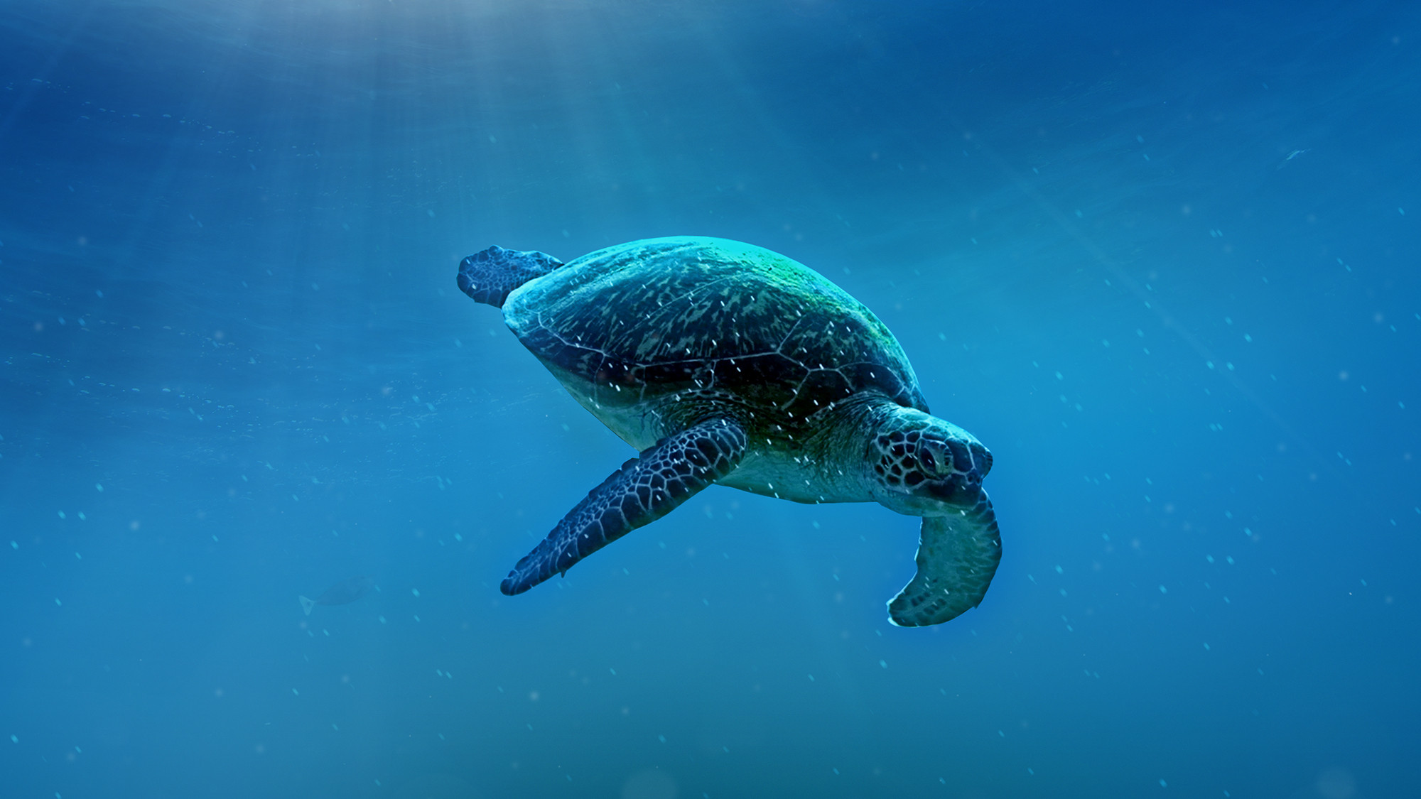 Backdrop for Big Pacific