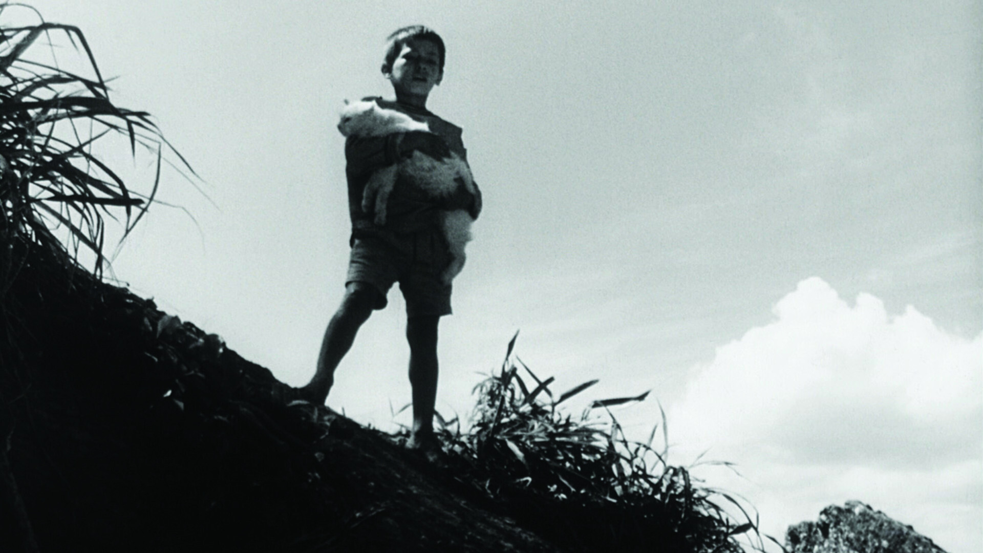 Backdrop for Cat Skin