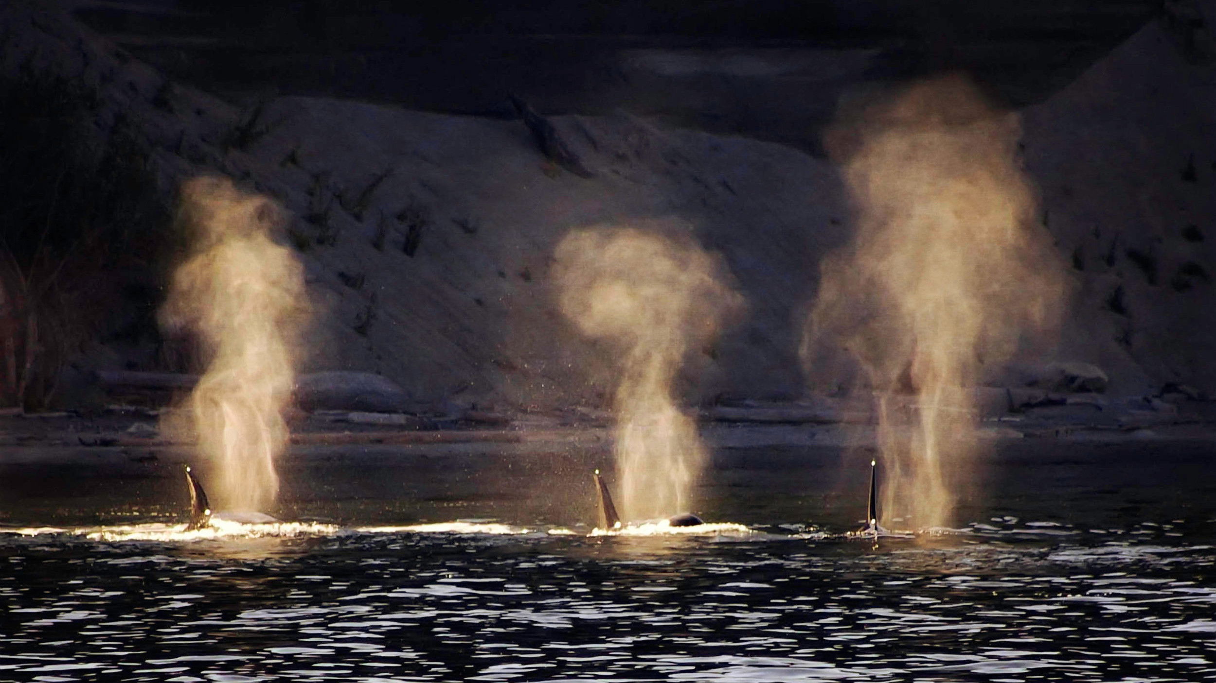 Backdrop for Dammed to Extinction