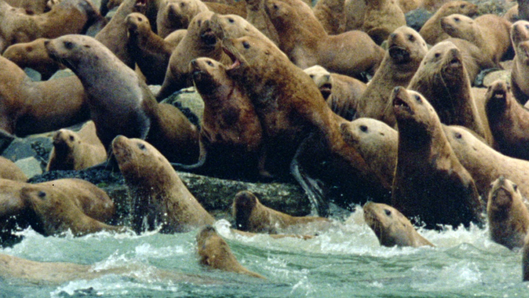 Backdrop for Anima Mundi