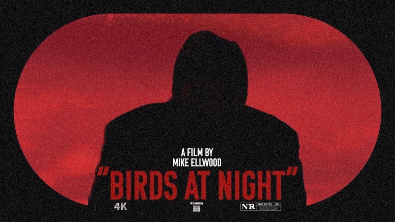 Backdrop for Birds at Night