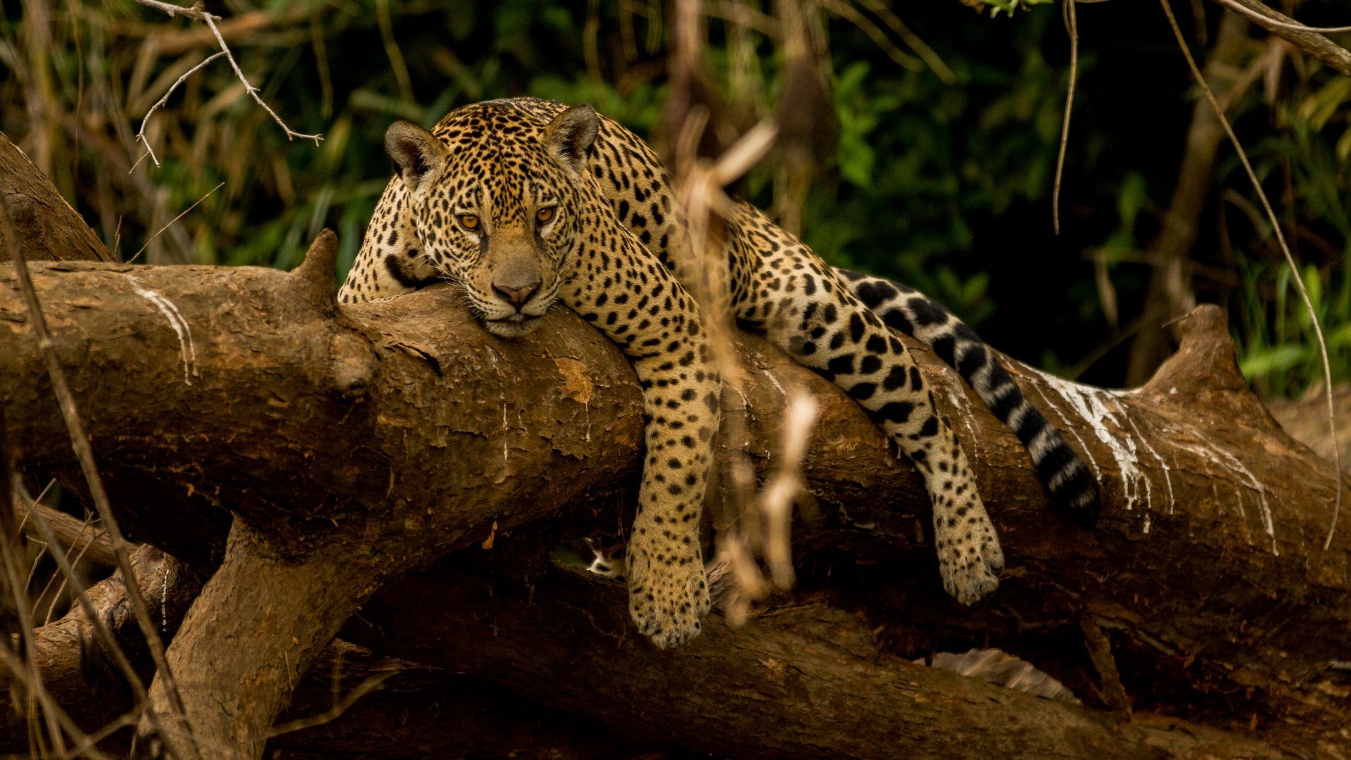 Backdrop for Guyane, vivre avec le jaguar