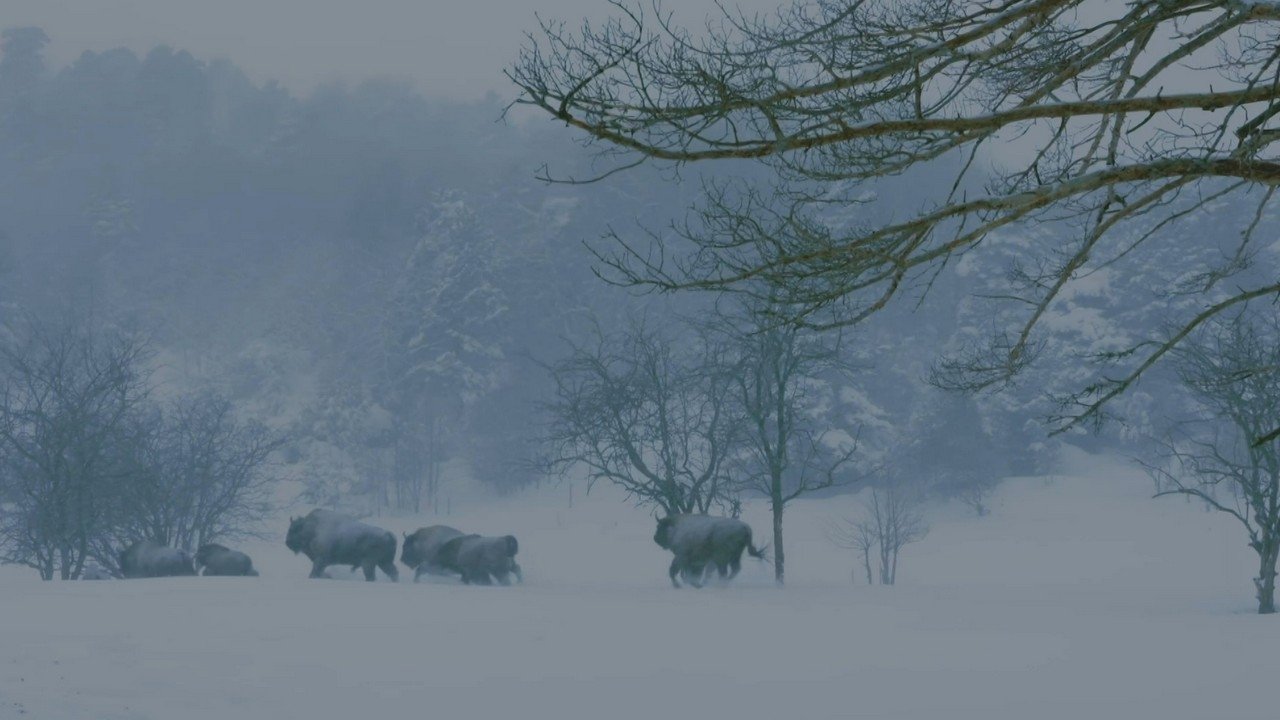 Backdrop for Jungle Planet