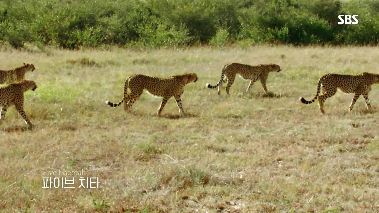 Backdrop for Life of Samantha