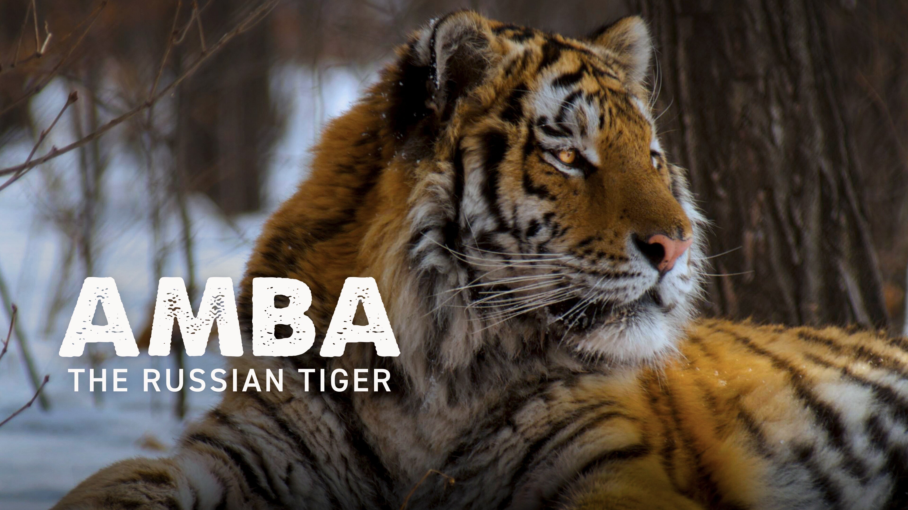 Backdrop for Amba: The Russian Tiger