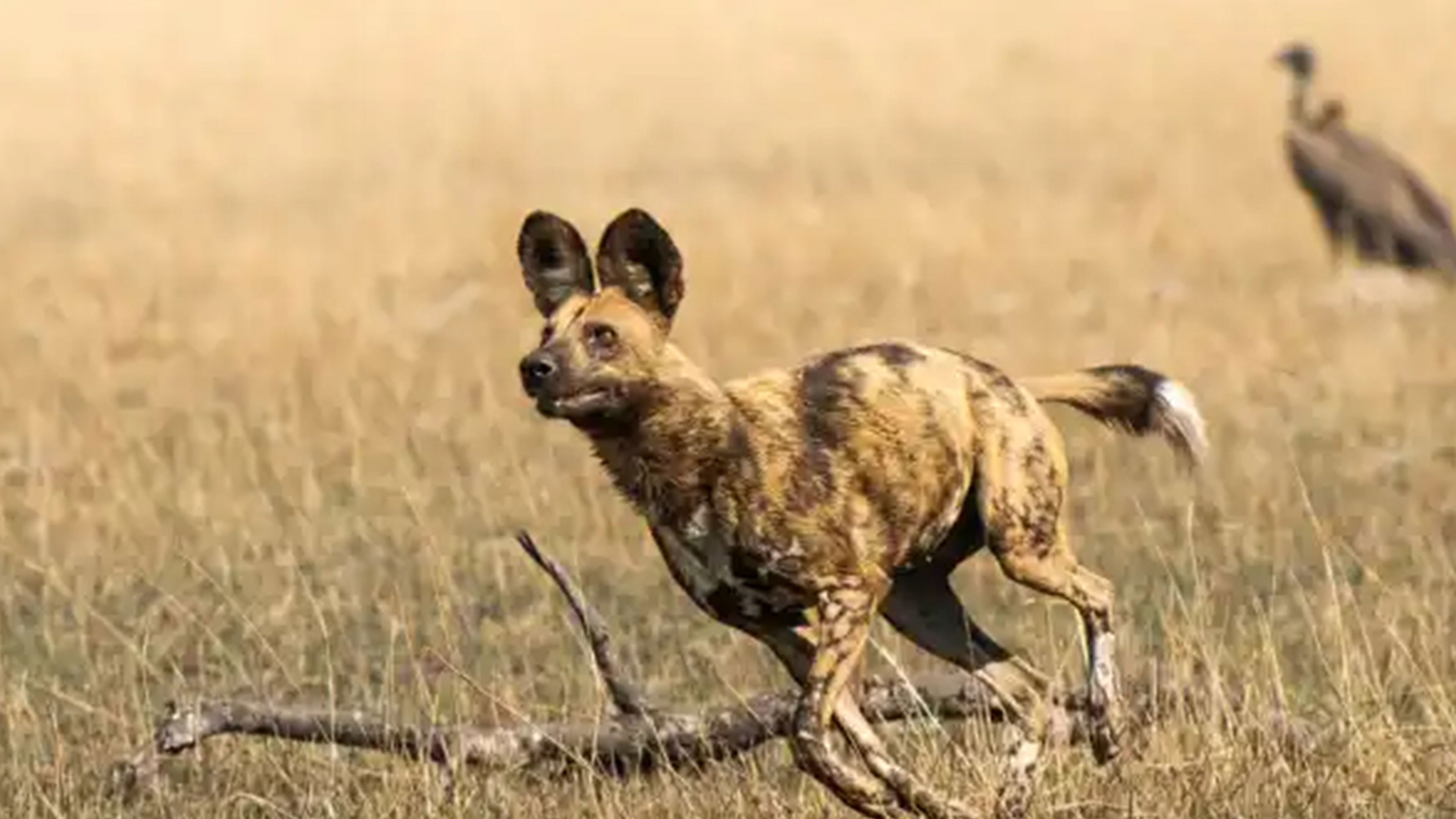 Backdrop for African Adventure: Safari in the Okavango