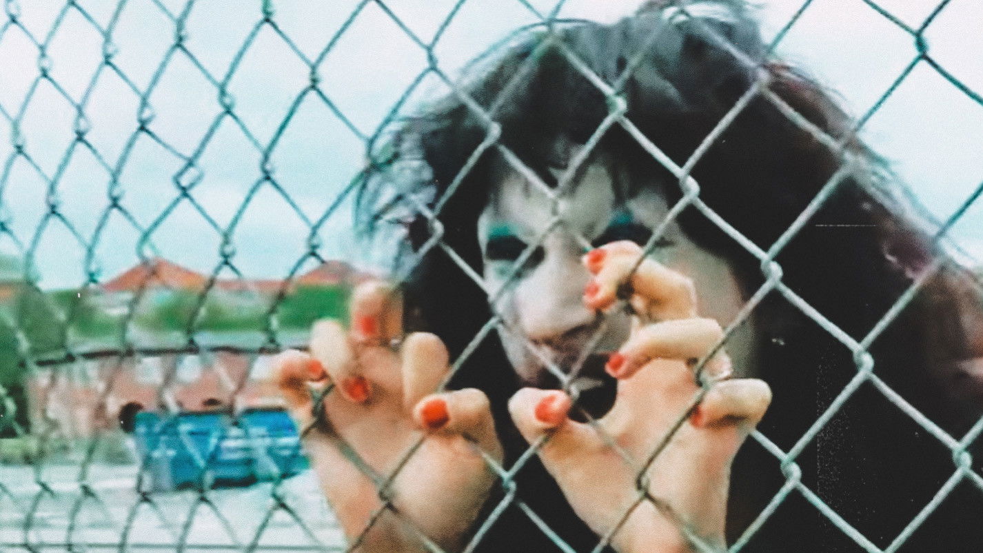 Backdrop for Harbour Skank