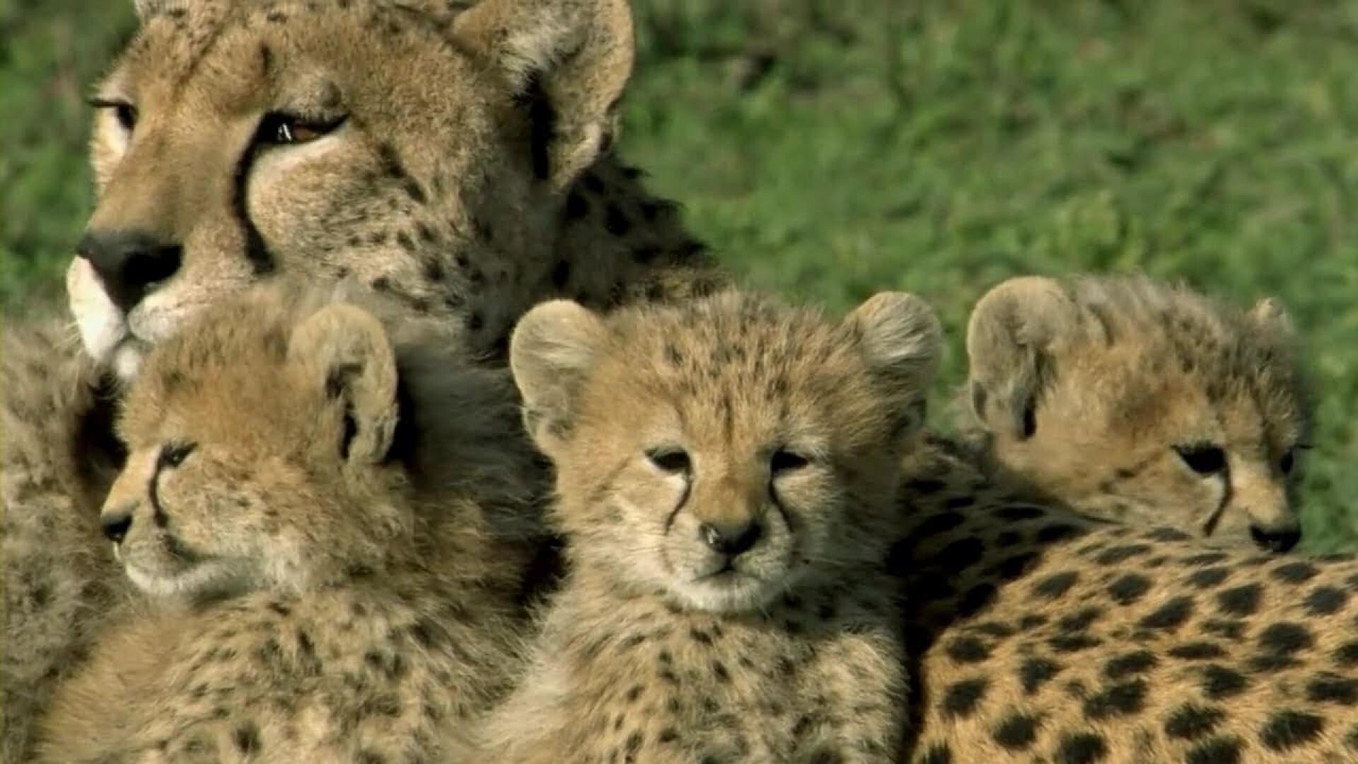 Backdrop for One Life