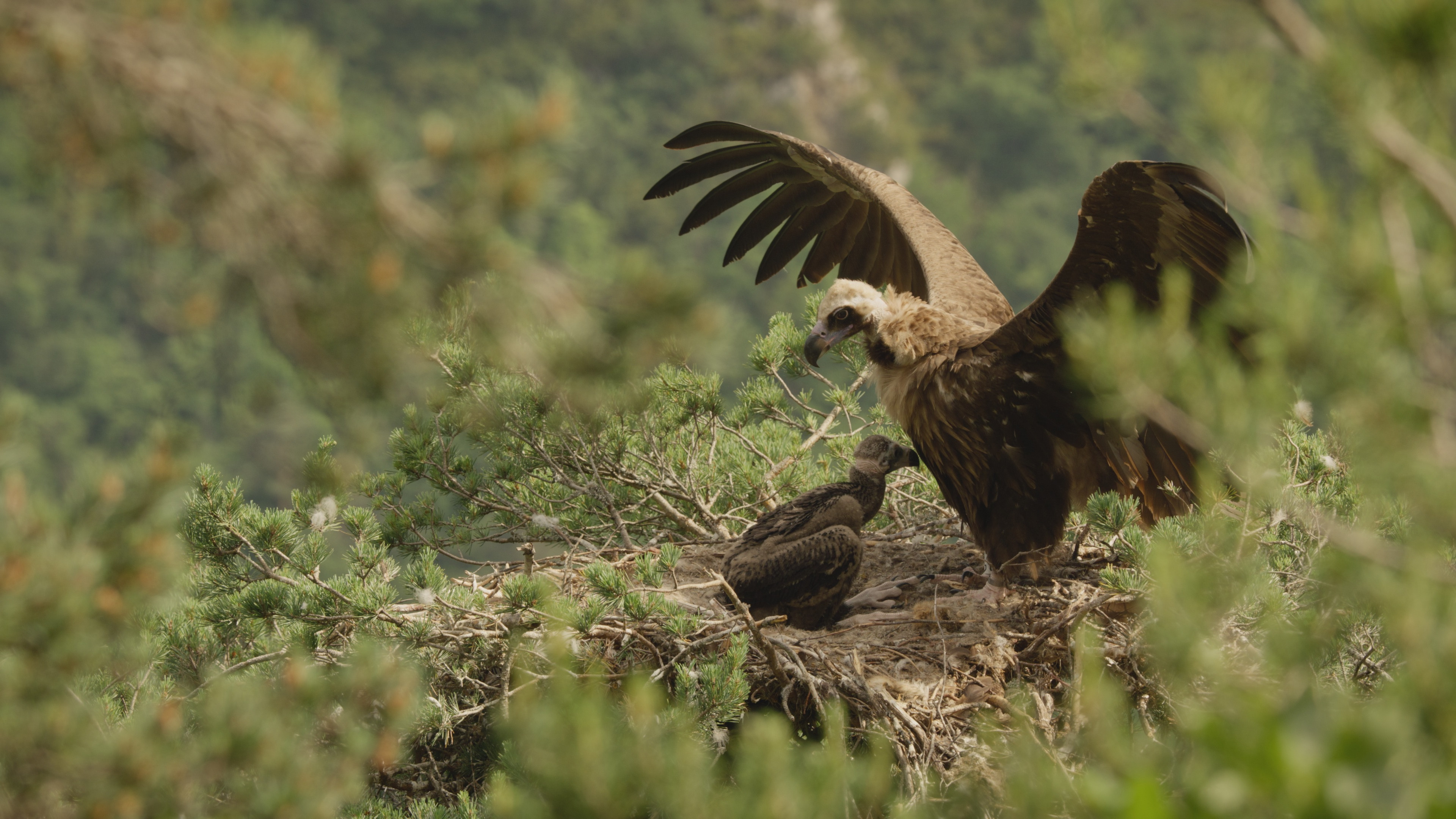 Backdrop for Le Temps des vautours
