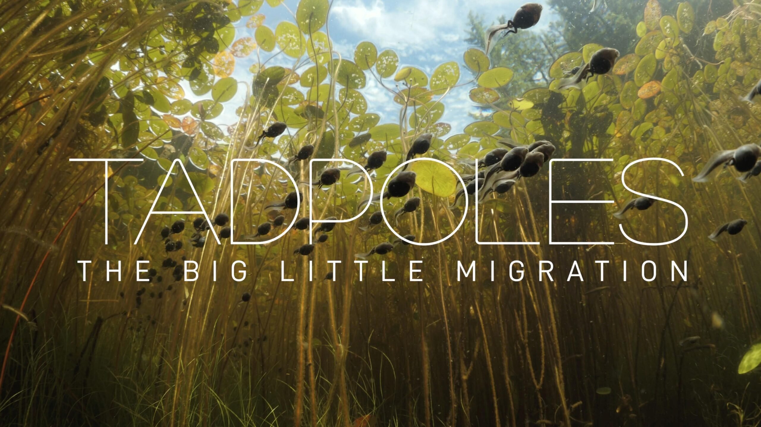 Backdrop for Tadpoles: The Big Little Migration