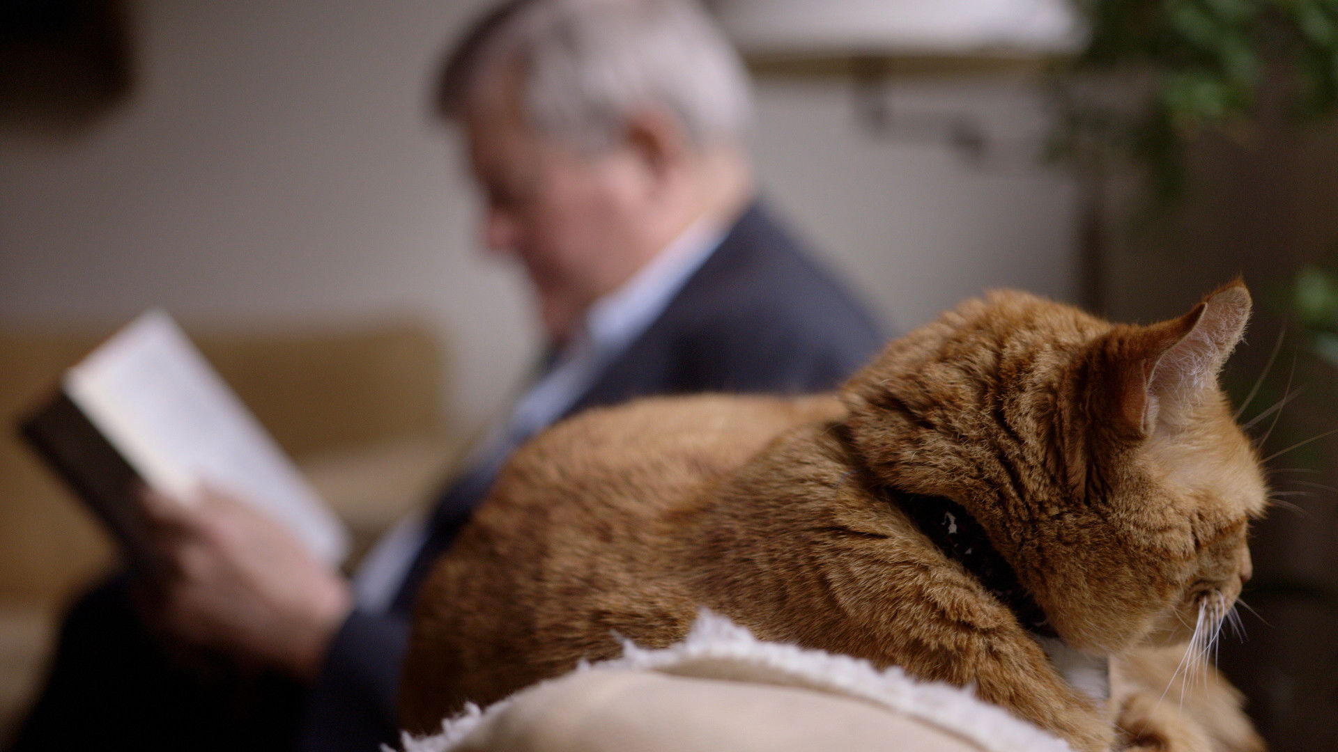 Backdrop for Cat Stories