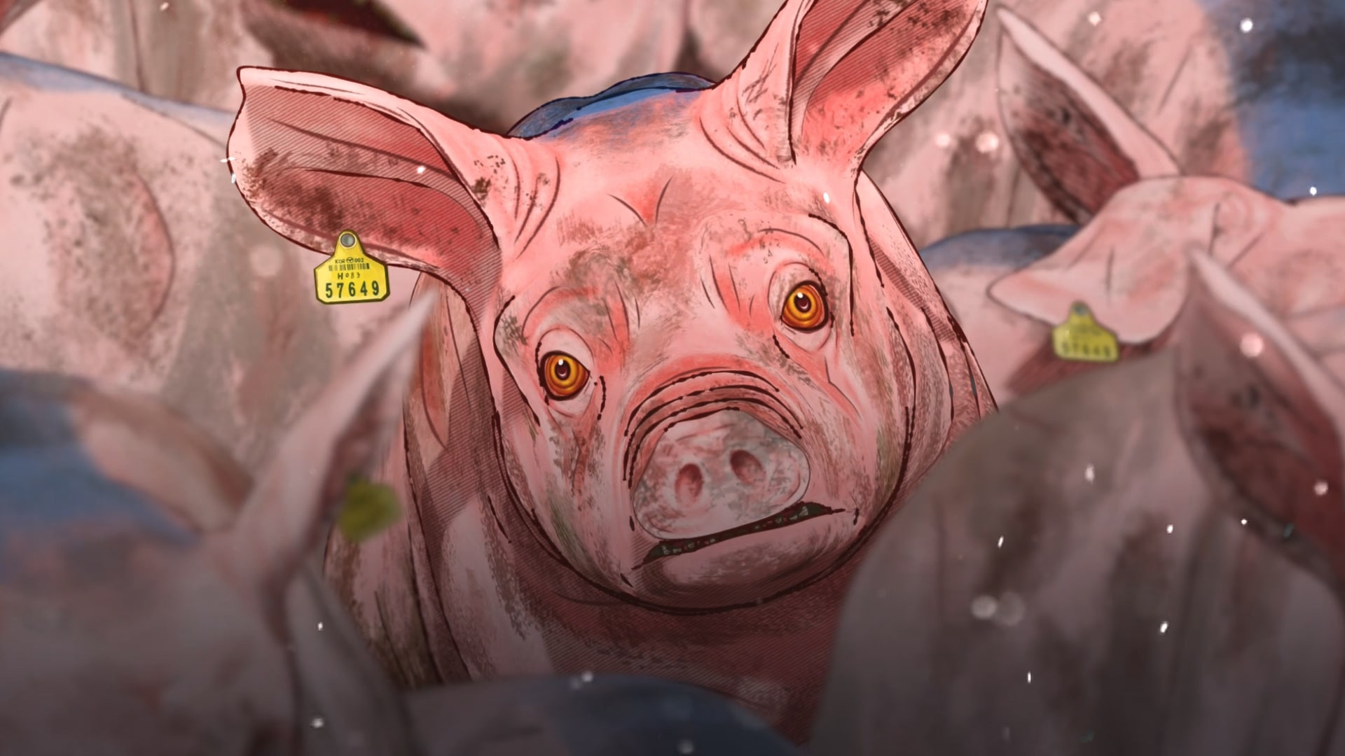 Backdrop for Pig That Survived Foot-and-Mouth Disease