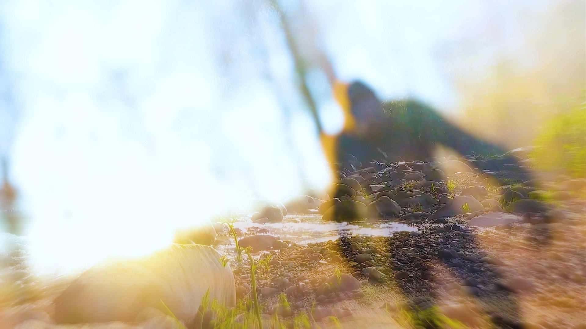 Backdrop for On The Trail of Bigfoot: The Last Frontier