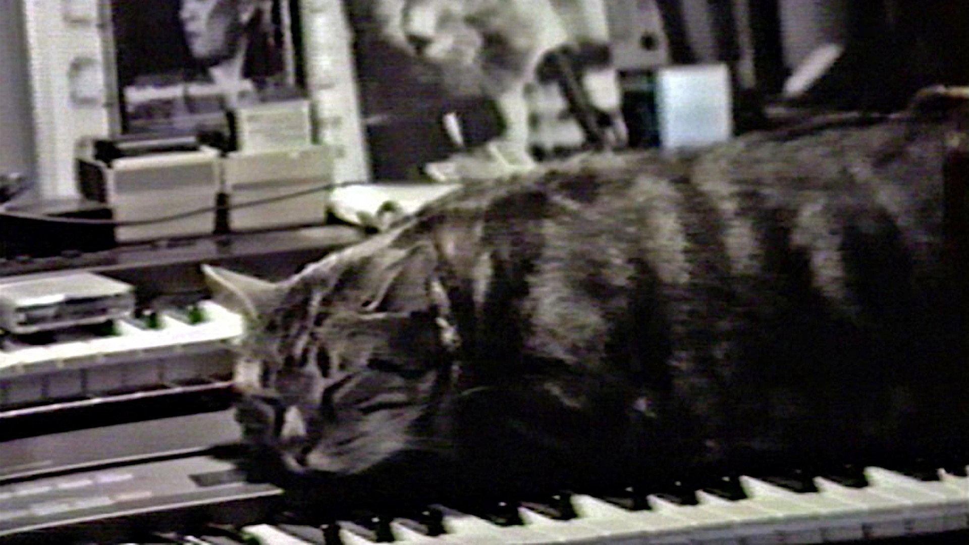 Backdrop for Cat Listening to Music