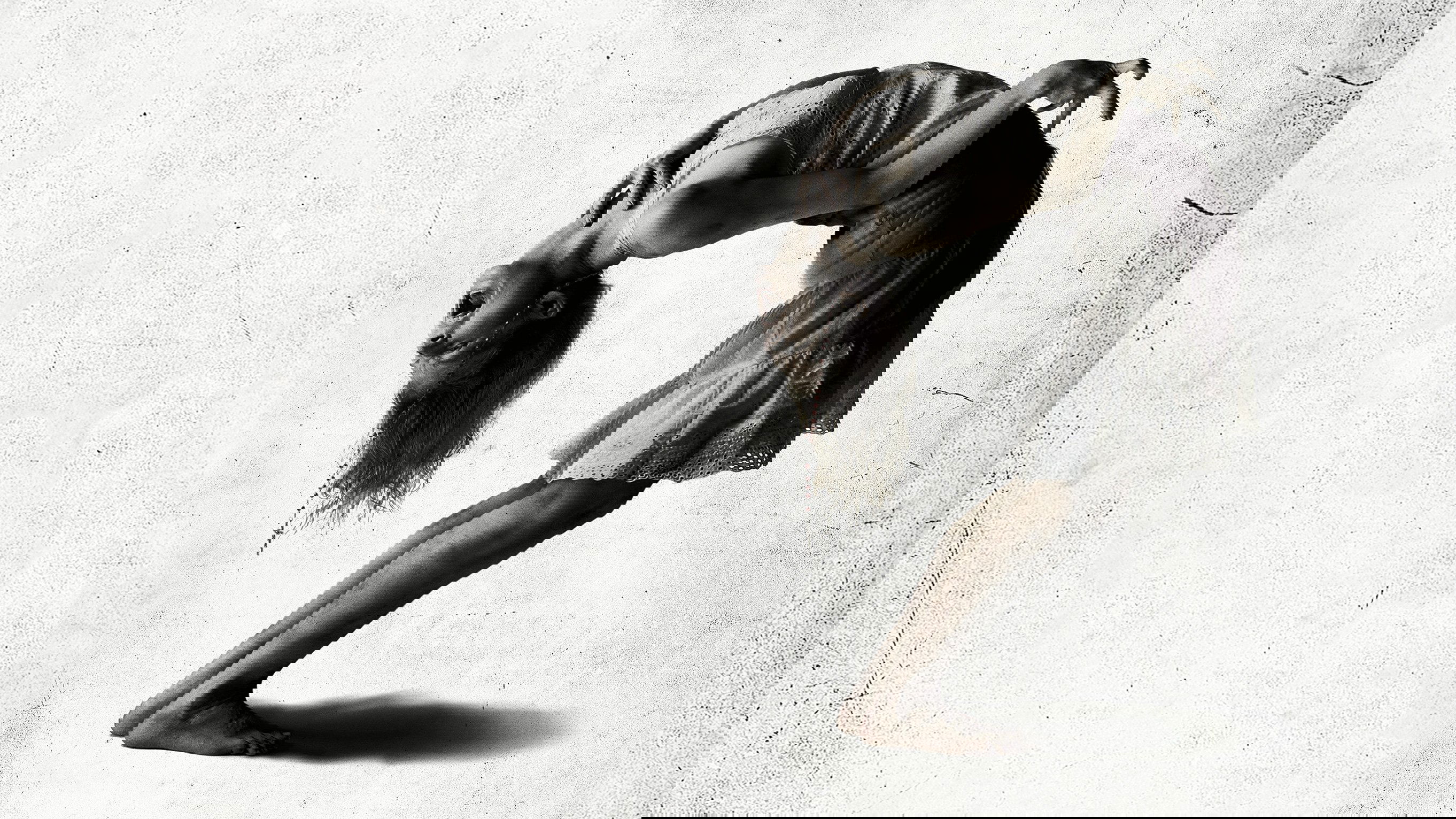 Backdrop for The Last Exorcism Part II