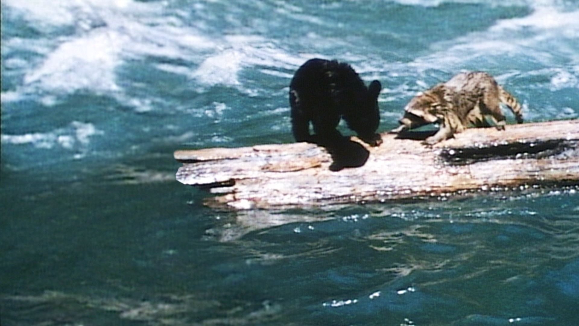 Backdrop for A Tale of Two Critters