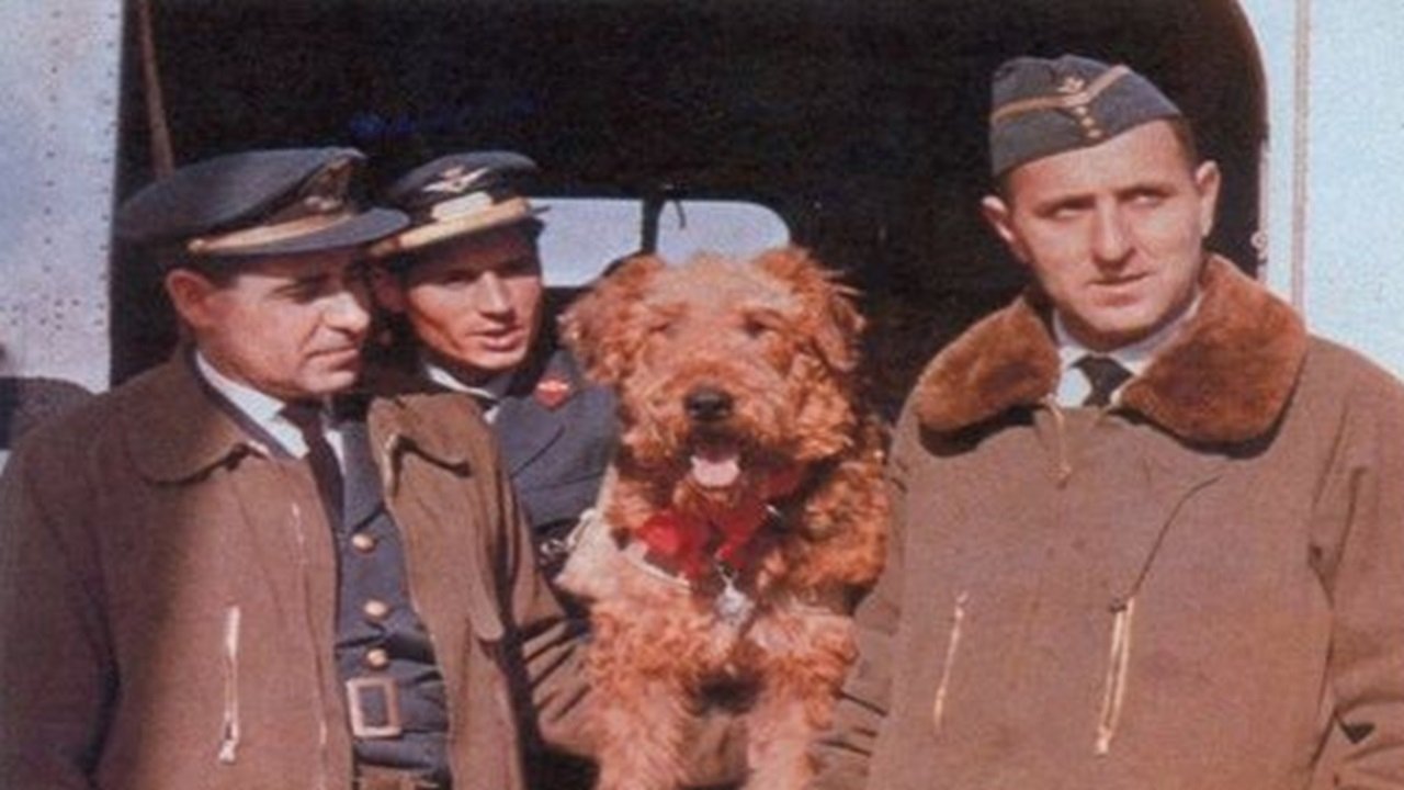 Backdrop for The Ballad of Hector the Stowaway Dog