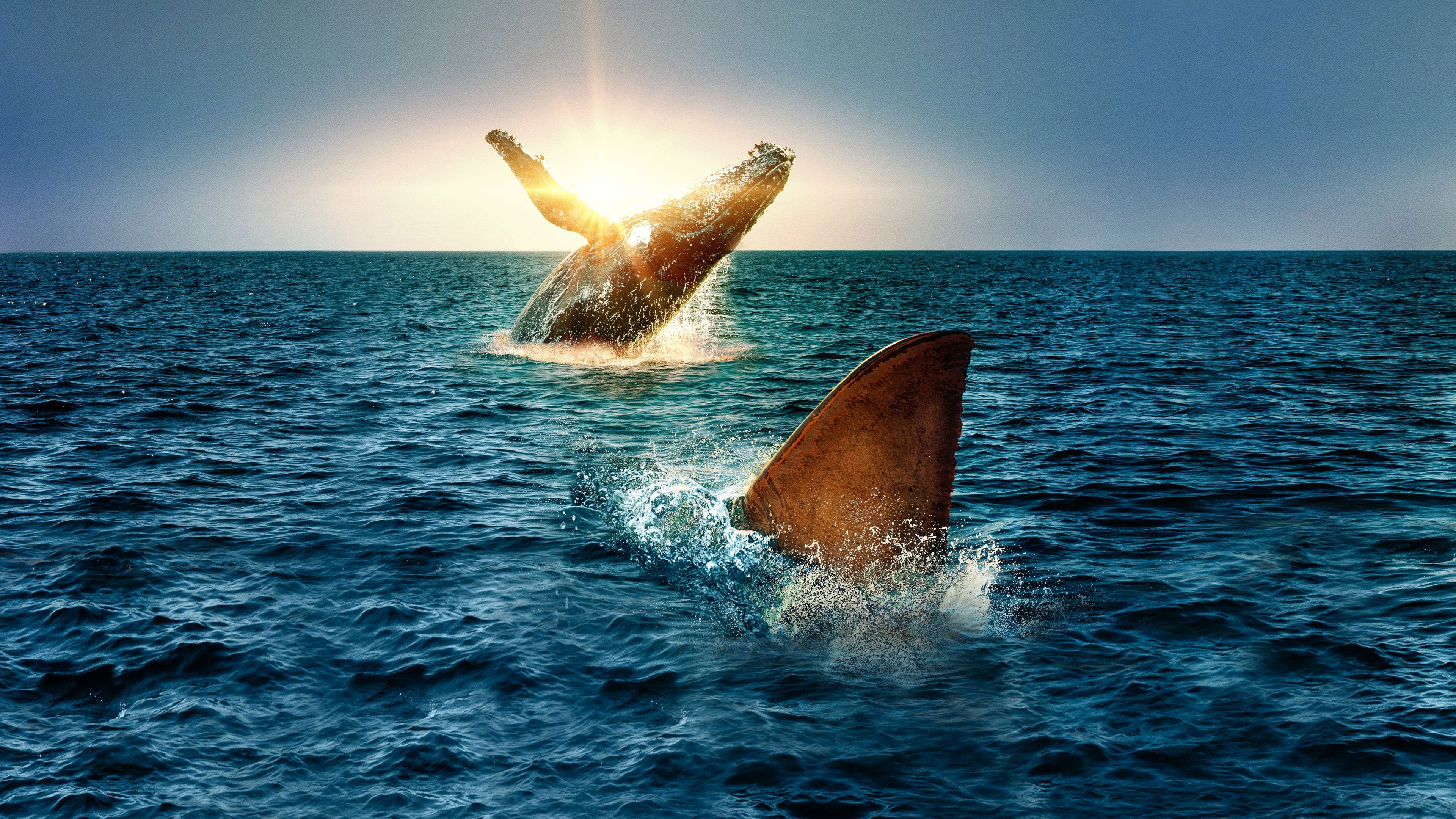 Backdrop for Shark Vs. Whale