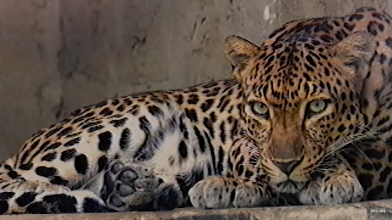 Backdrop for Valerio's Day Out