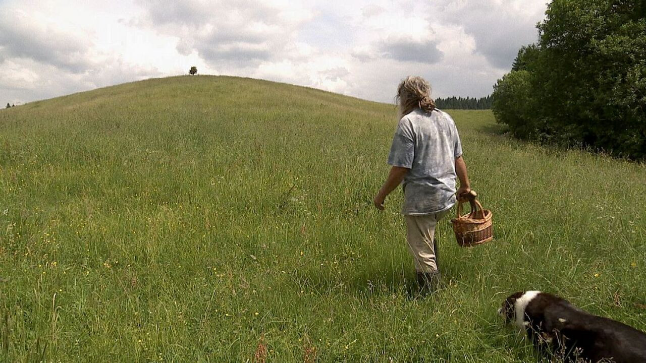 Backdrop for Auf der Suche nach Heilern
