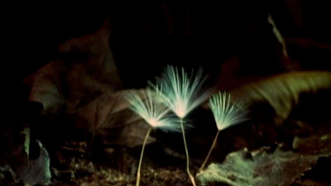 Backdrop for The Secret Life of Plants