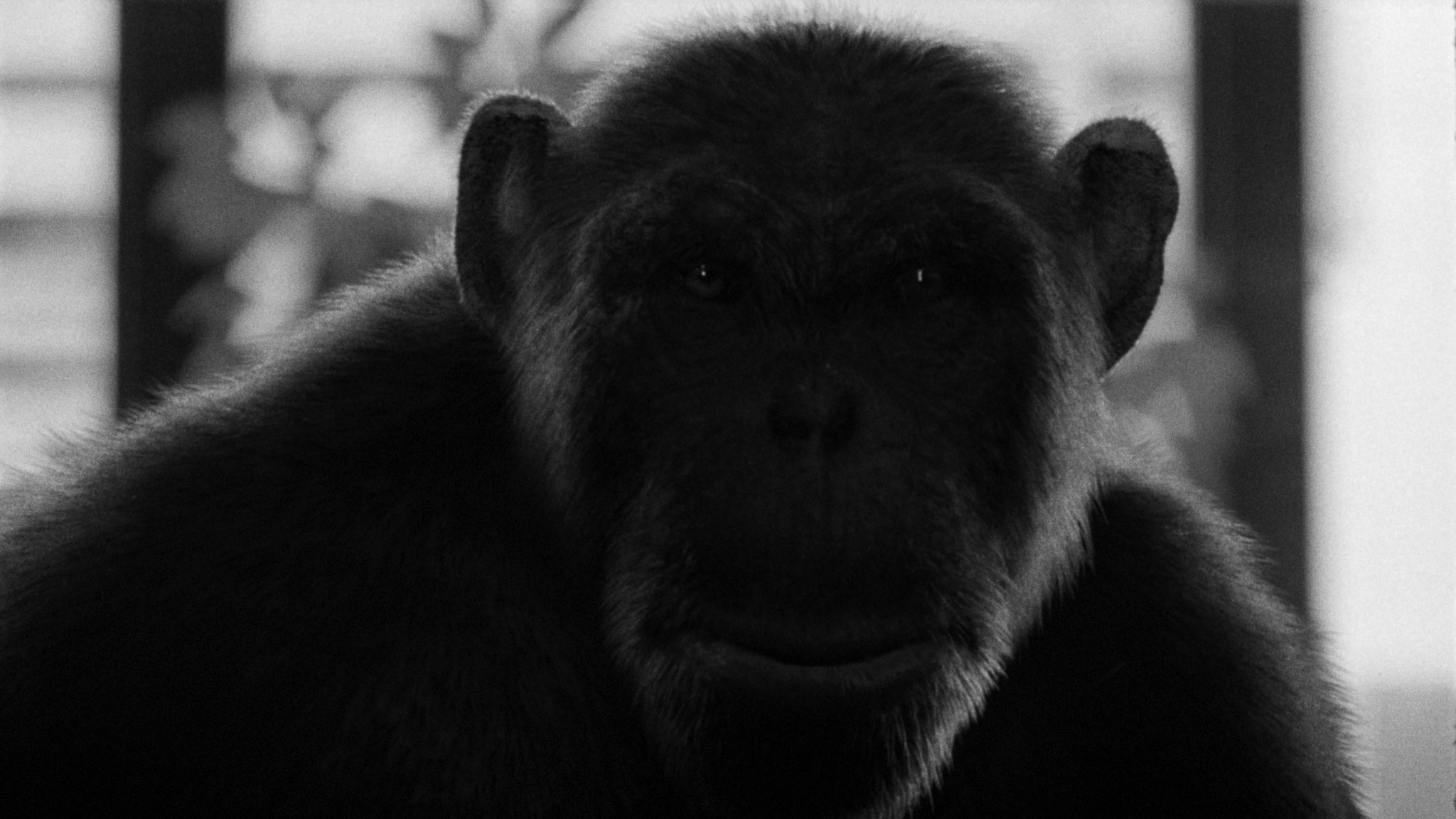 Backdrop for A Dying Tree