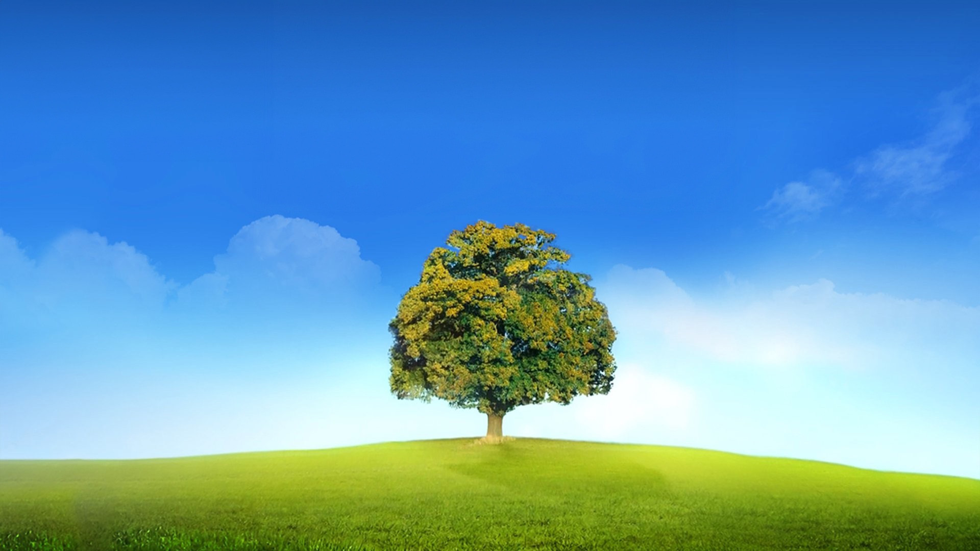 Backdrop for Who Do You Think You Are?