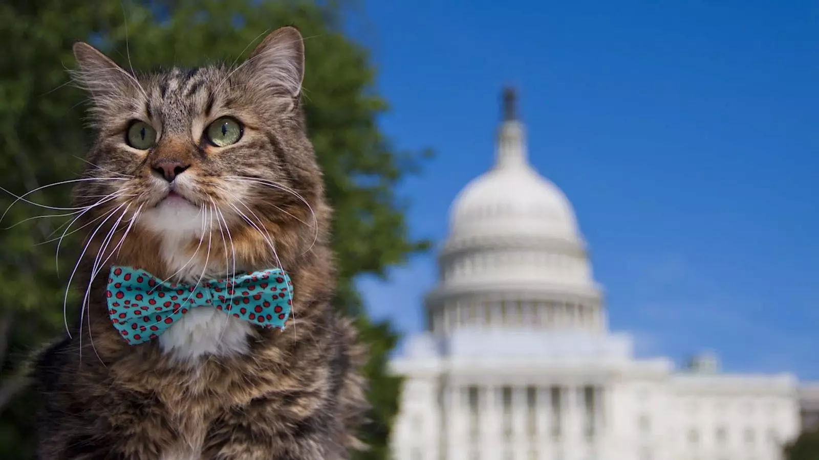 Backdrop for Wild About Hank